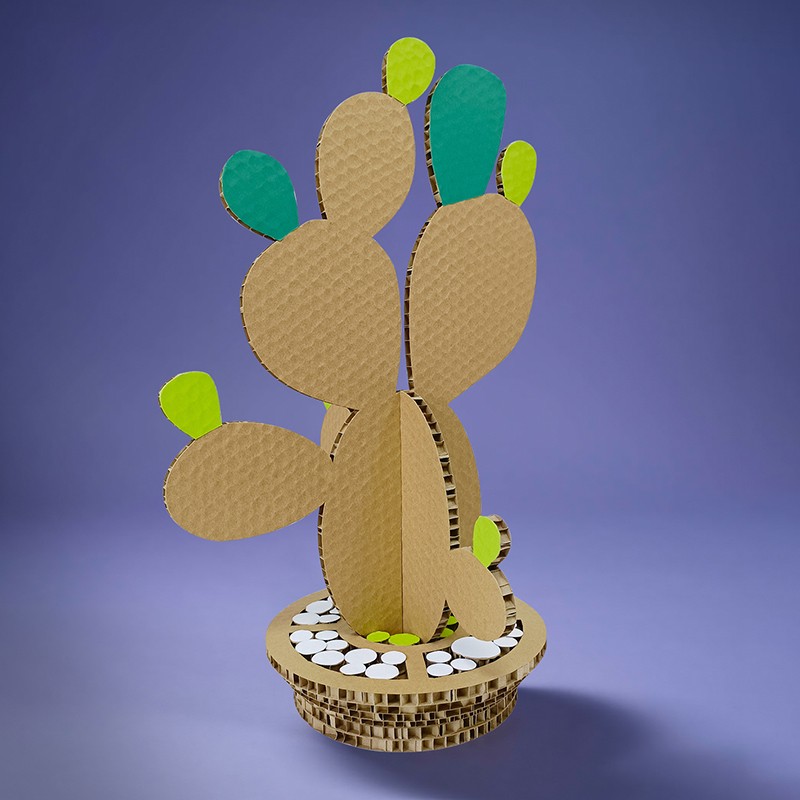 cactus plant仙人掌植物1