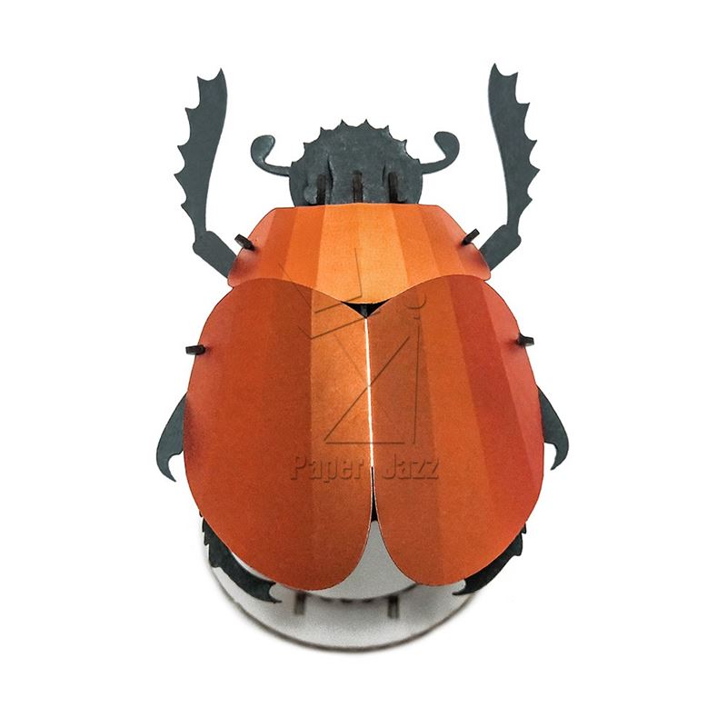 Small beetle小甲虫